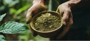 How to Choose Between Maeng Da and Borneo for Daytime vs Evening Use with Red Maeng Da Kratom