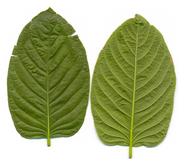 When Kratom Extract Makes Sense vs. Traditional Formats
