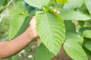Understanding the Kratom Consumer Protection Act (KCPA)