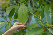 The Anatomy of a Wholesale Kratom Supplier: What Makes a Good Kratom Partner
