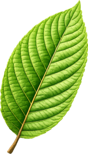 single botanical leaves